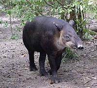 Mittelamerikanischer Tapir (Tapirus bairdii)